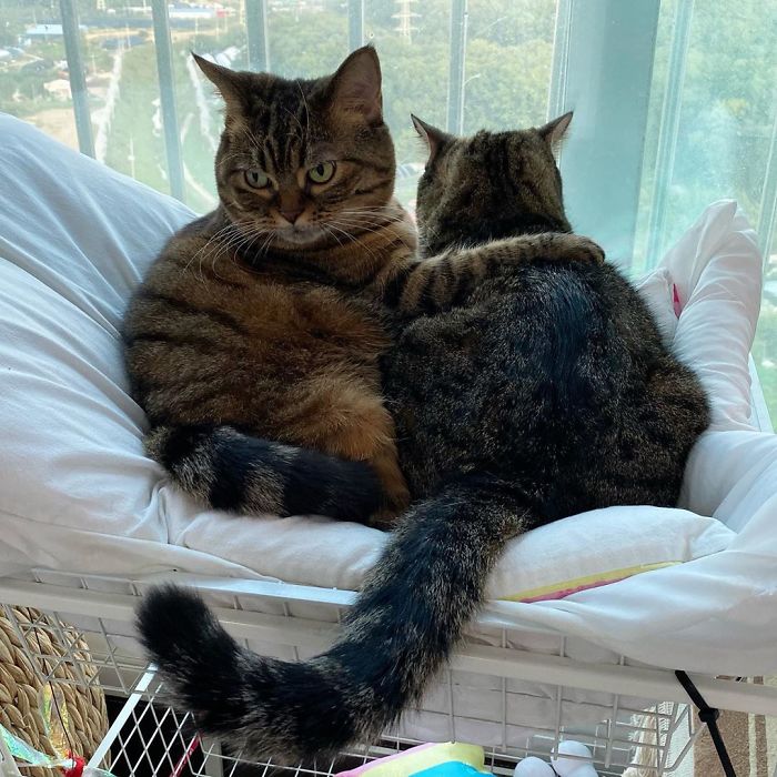 Manggo Cat Expressions