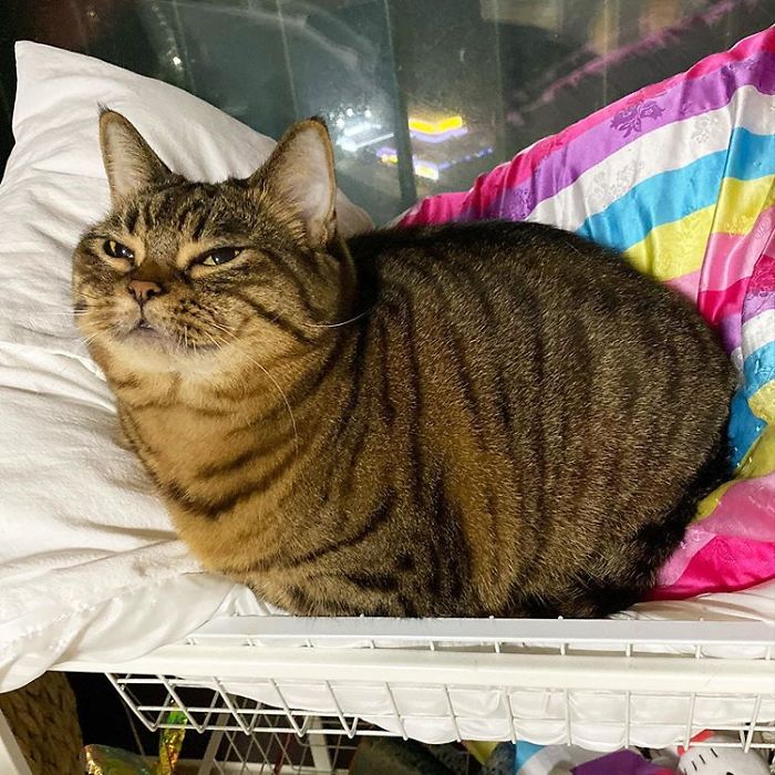 Manggo Cat Expressions