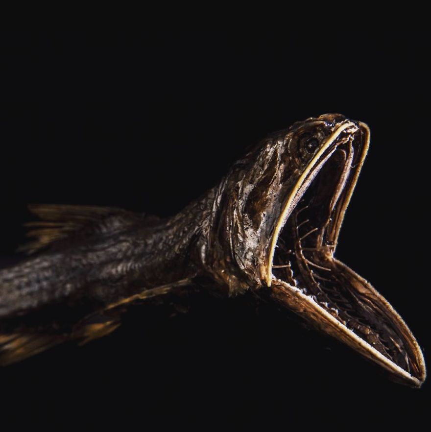 Taxidermied Deep-Sea Lantern Fish