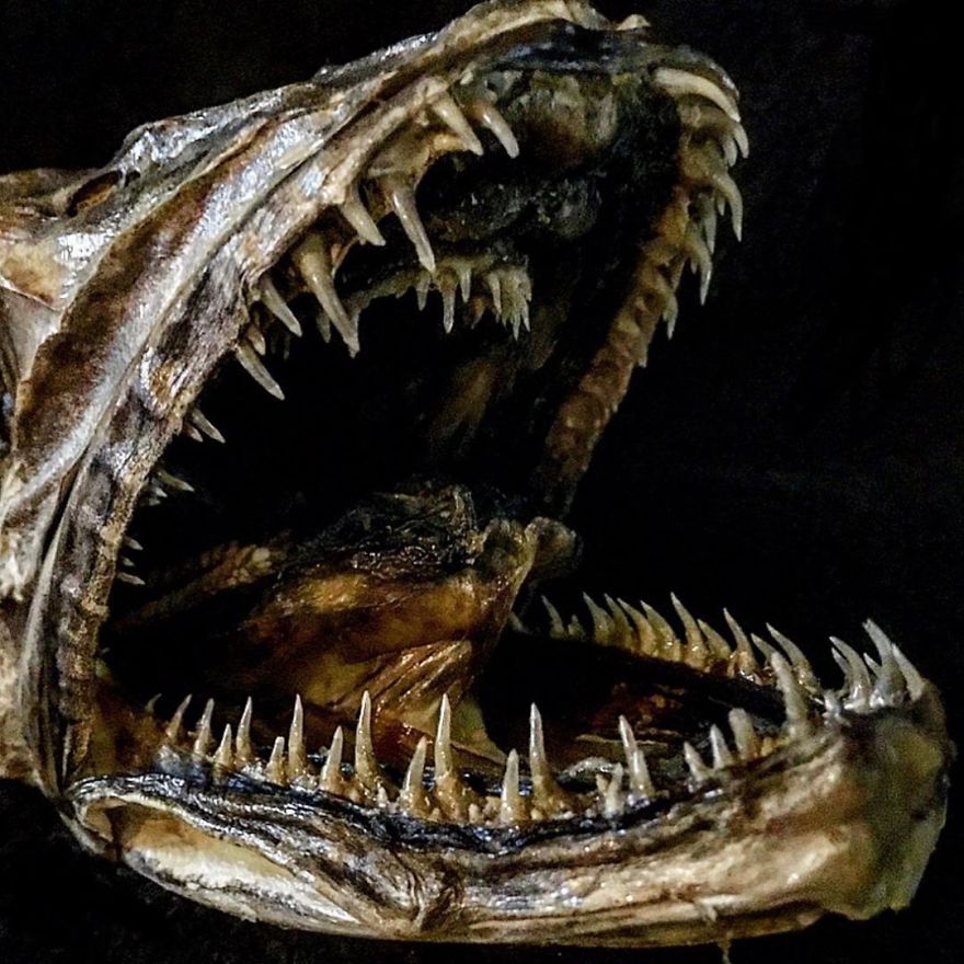 The Nasty Teeth Of A Hake Fish