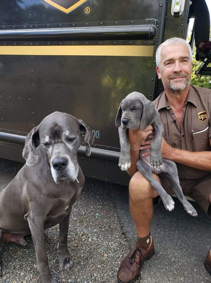 UPS-Drivers-Meets-Animals-Dogs