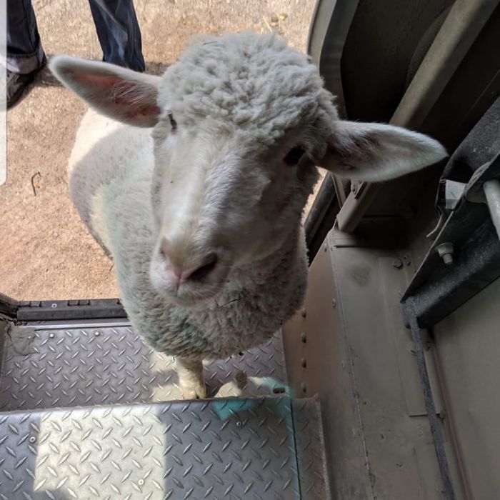 UPS-Drivers-Meets-Animals-Dogs