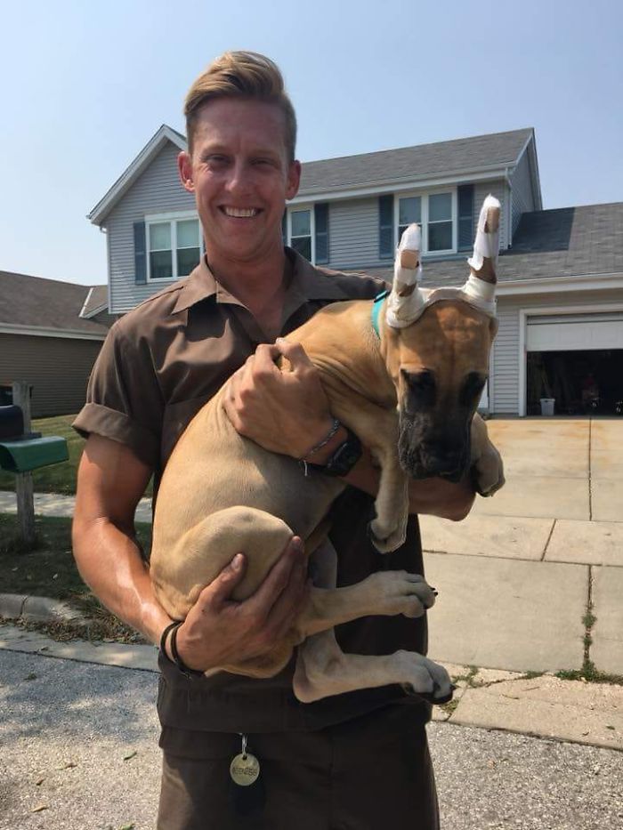UPS-Drivers-Meets-Animals-Dogs
