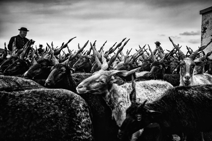 The Life Of The Traditional Shepherds Of Rural Hungary - Guardians Of The Past