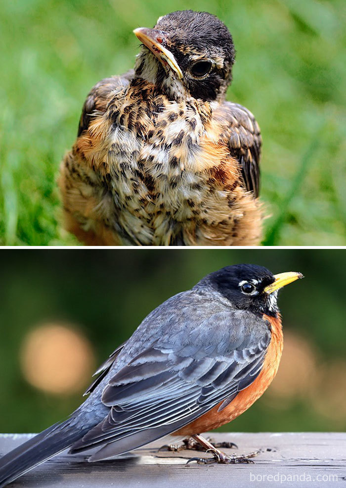 North American Robin
