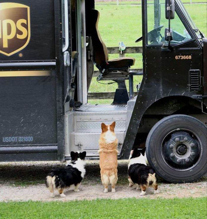 UPS-Drivers-Meets-Animals-Dogs