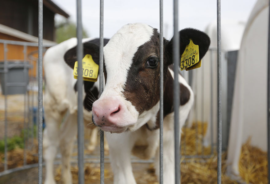 A Calf On A Dairy Farm, Kept In An Igloo Booth