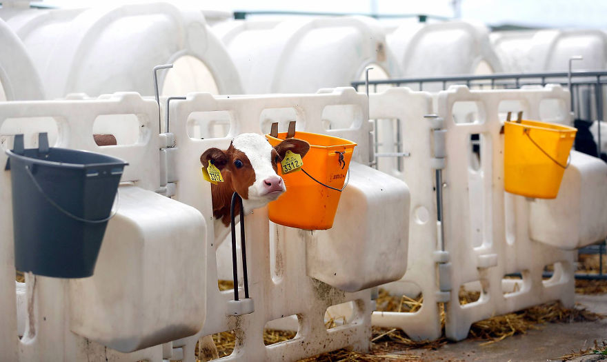 Calves In Igloo Booths, Dairy Farm