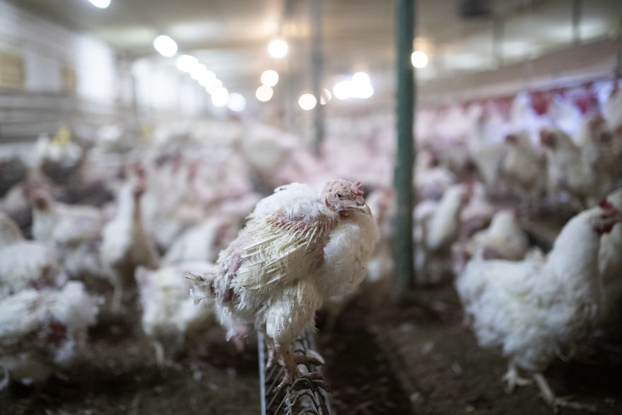 Exhausted Broiler Chicken