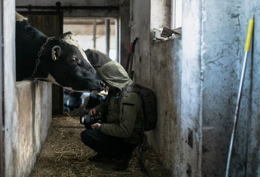 A Meeting With A Bull, Dairy Farm