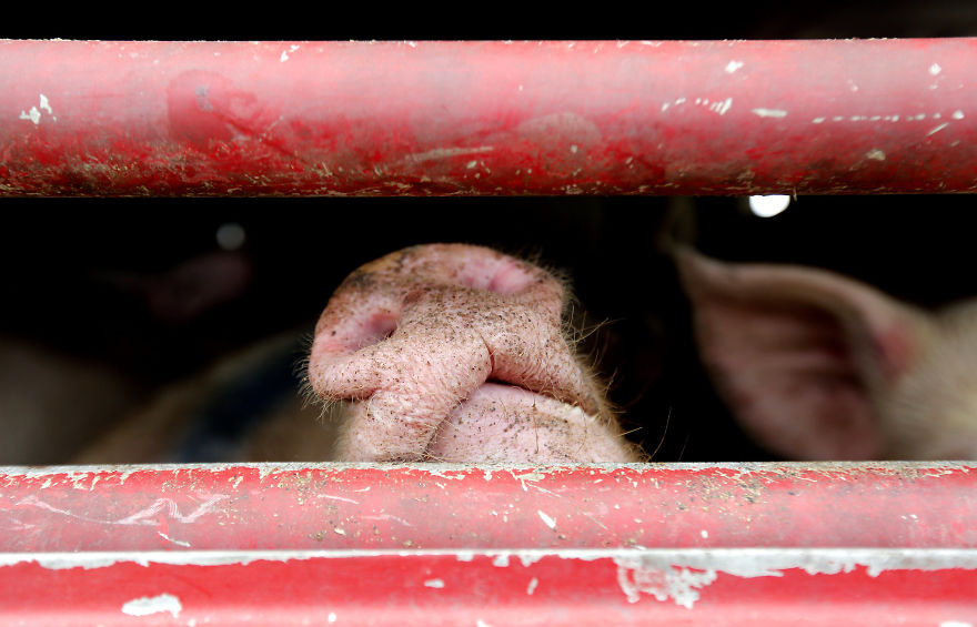 A Pig Breathing Fresh Air For The First Time