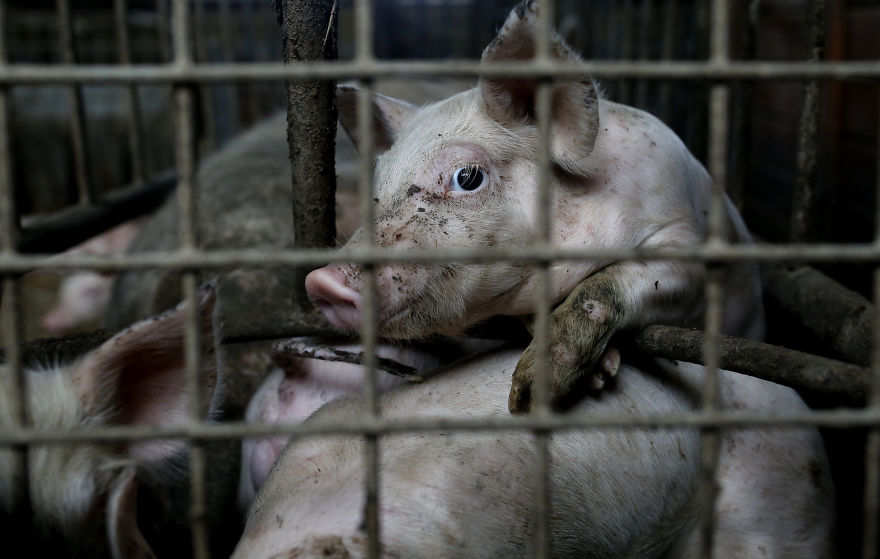 A Scared Piglet Looking At The Photographer