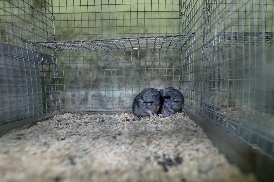 Baby Chinchillas Hugging, Fur Farm