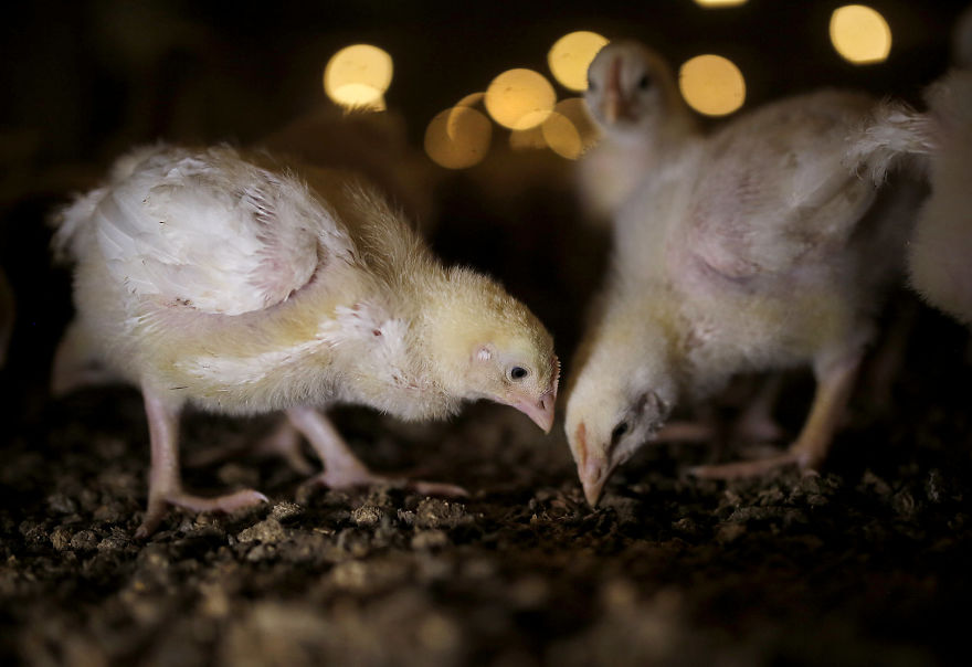 Broiler Chickens, Interacting With Each Other