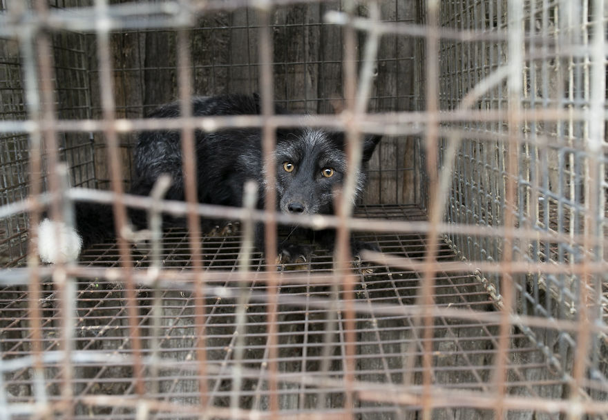 Fox Fur Farm In Poland