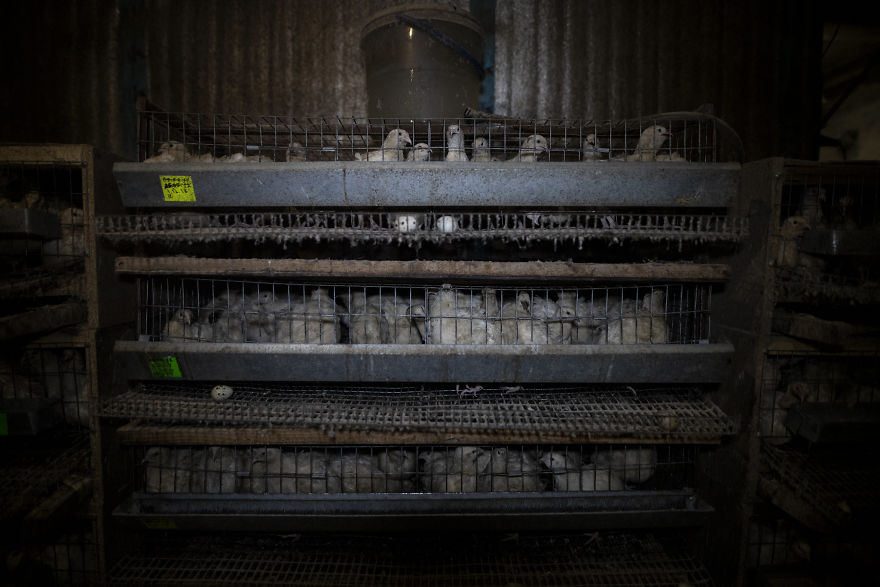 Horrific Conditions On A Quail Farm