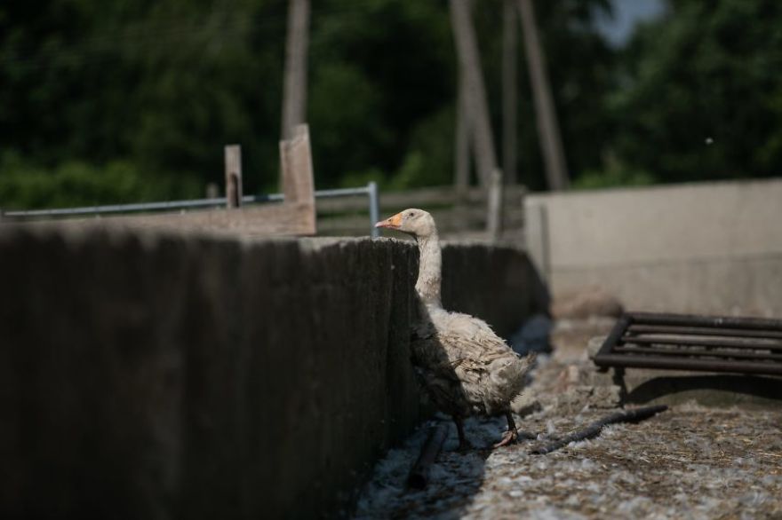 Longing For Freedom, Geese Farm
