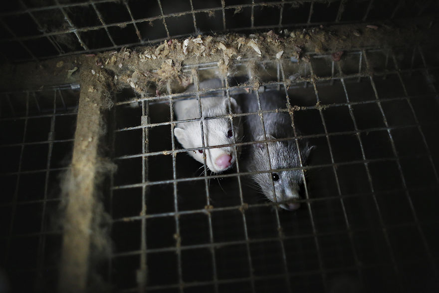 Minks Living In Dirt, Fur Farm