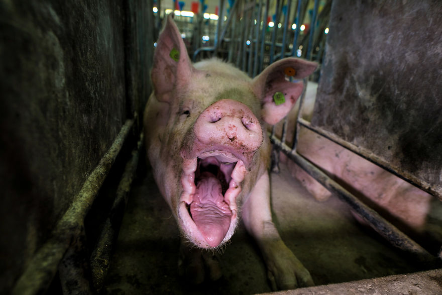 Pig Screaming In Pain