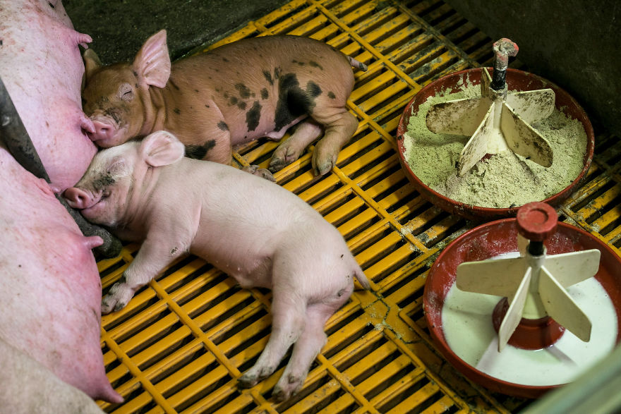 Piglets Cuddling With Mom, Pig Farm