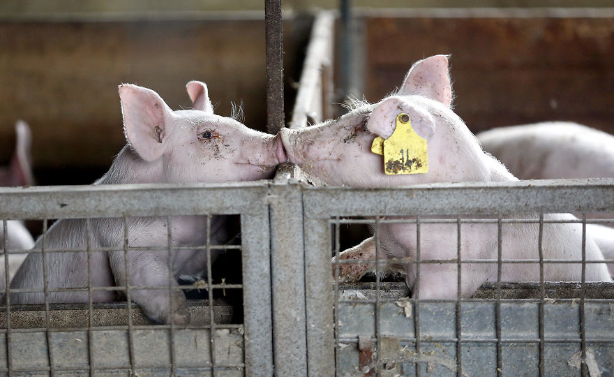 Pigs Consoling Each Other, Pig Farm