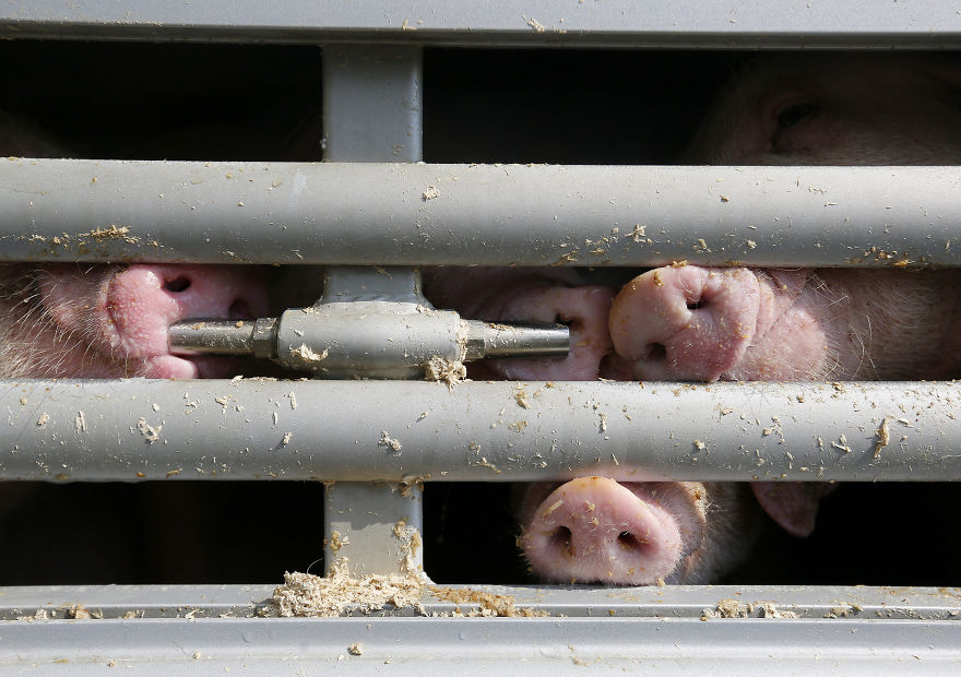 Pigs Going To Slaughter, Trying To Breathe Fresh Air For The First Time