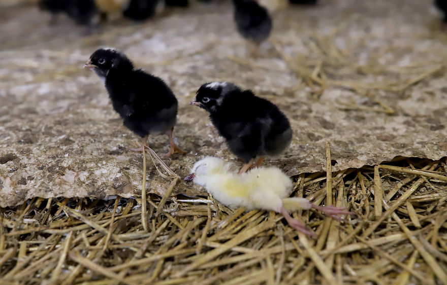 Silent Victims, Laying Hen Farm