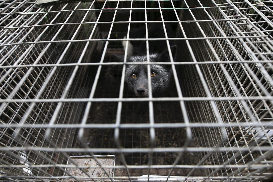 Terrified Fox, Waiting To Be Rescued, Fur Farm
