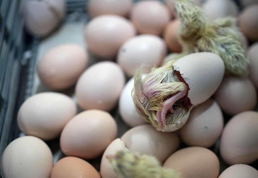 The Beginning Of New Life, Hatchery