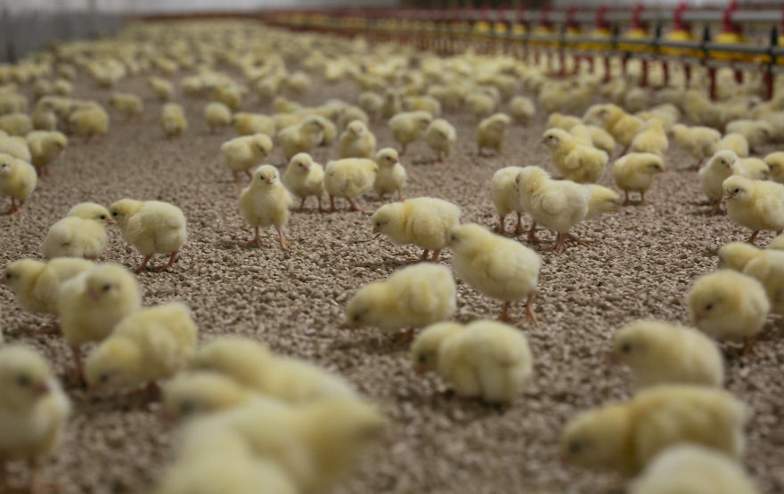 The First Day Of Broiler Chickens In Poultry House