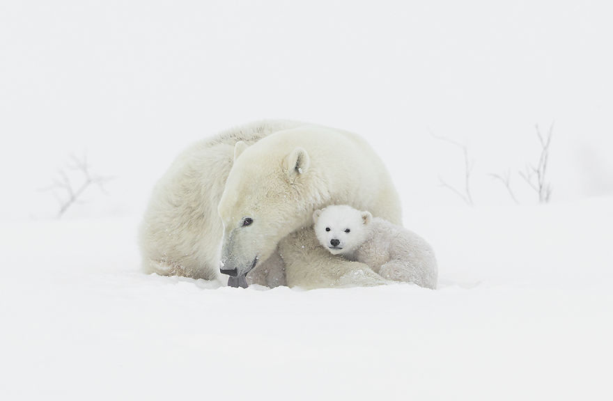 I Photographed Amazing Polar Bears And Cubs In The Wild