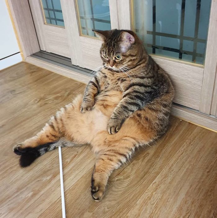 Manggo Cat Expressions