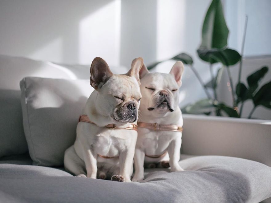 These Two Adorable French Bulldogs Will Make You Follow Them Now On Instagram