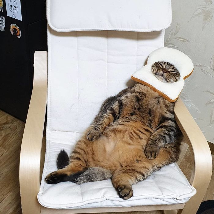 Manggo Cat Expressions