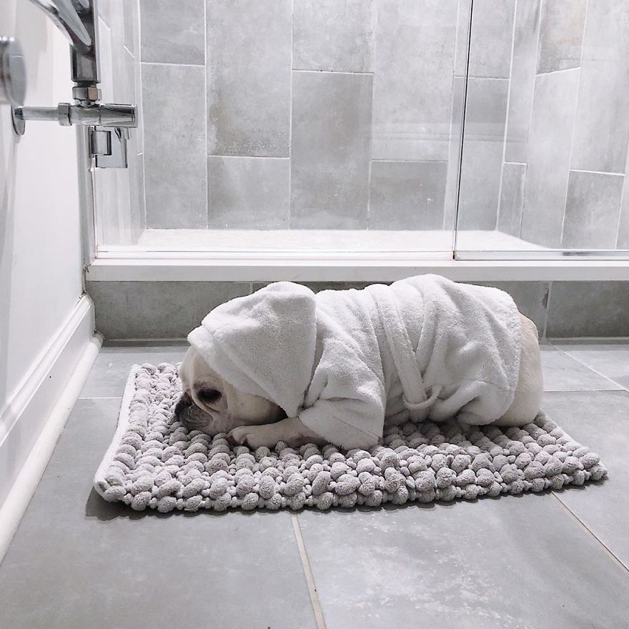 These Two Adorable French Bulldogs Will Make You Follow Them Now On Instagram