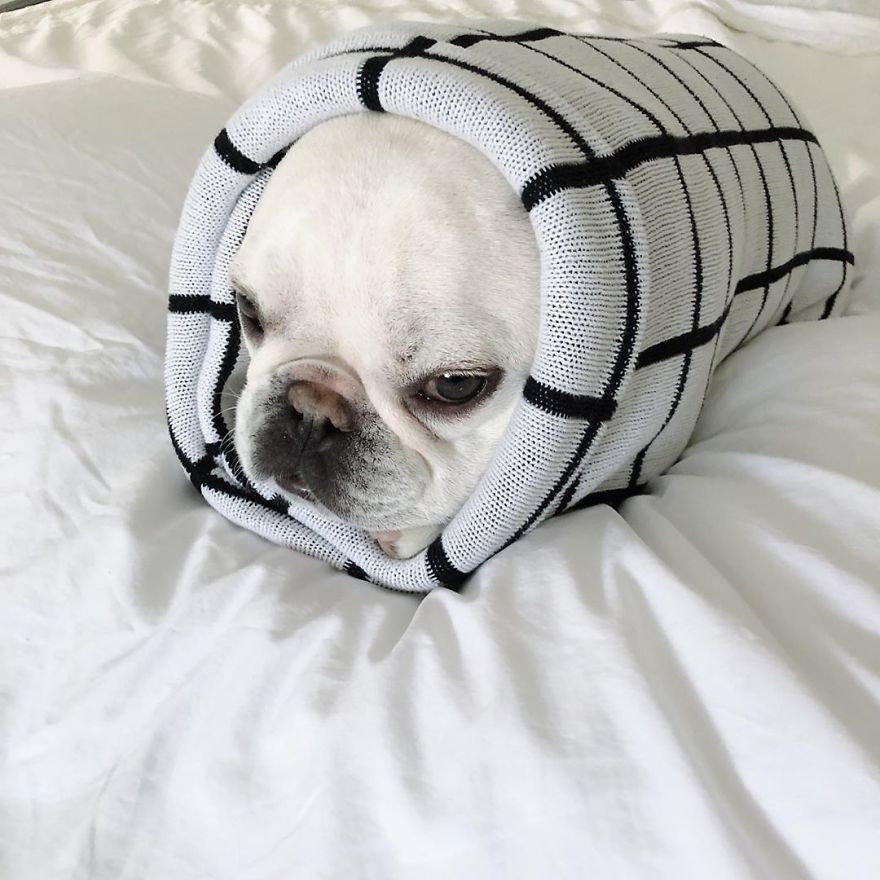 These Two Adorable French Bulldogs Will Make You Follow Them Now On Instagram