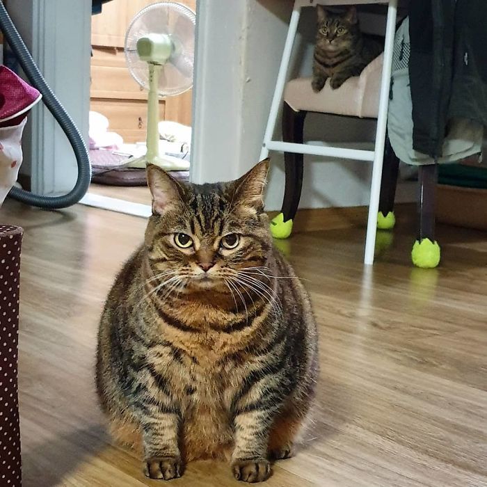 Manggo Cat Expressions