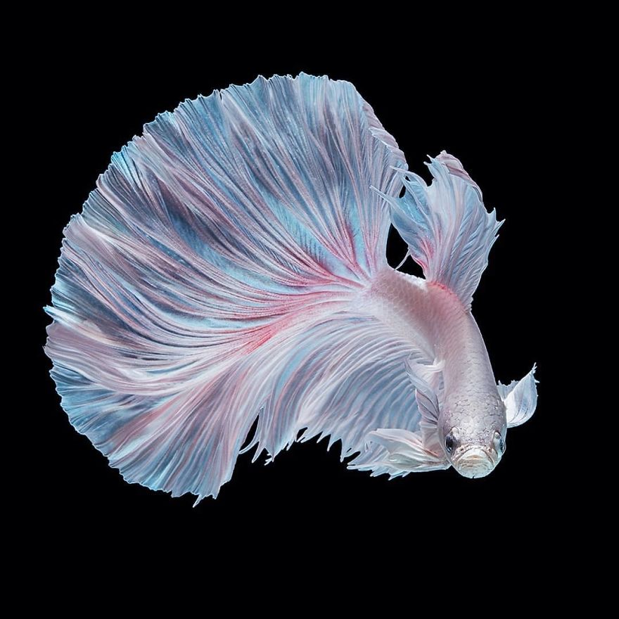 I Shoot Beta Fish With Amazing Colour And Character