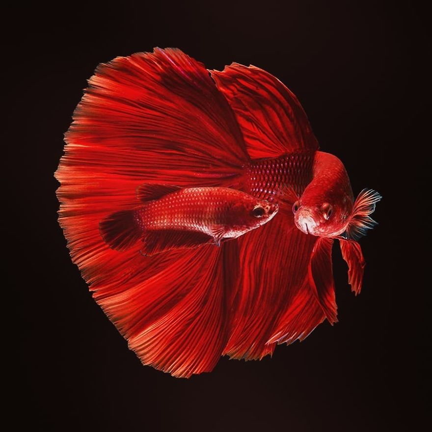 I Shoot Beta Fish With Amazing Colour And Character