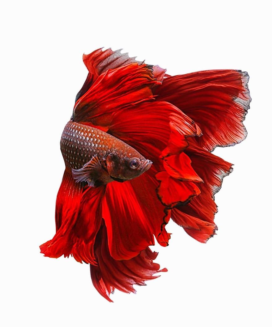I Shoot Beta Fish With Amazing Colour And Character