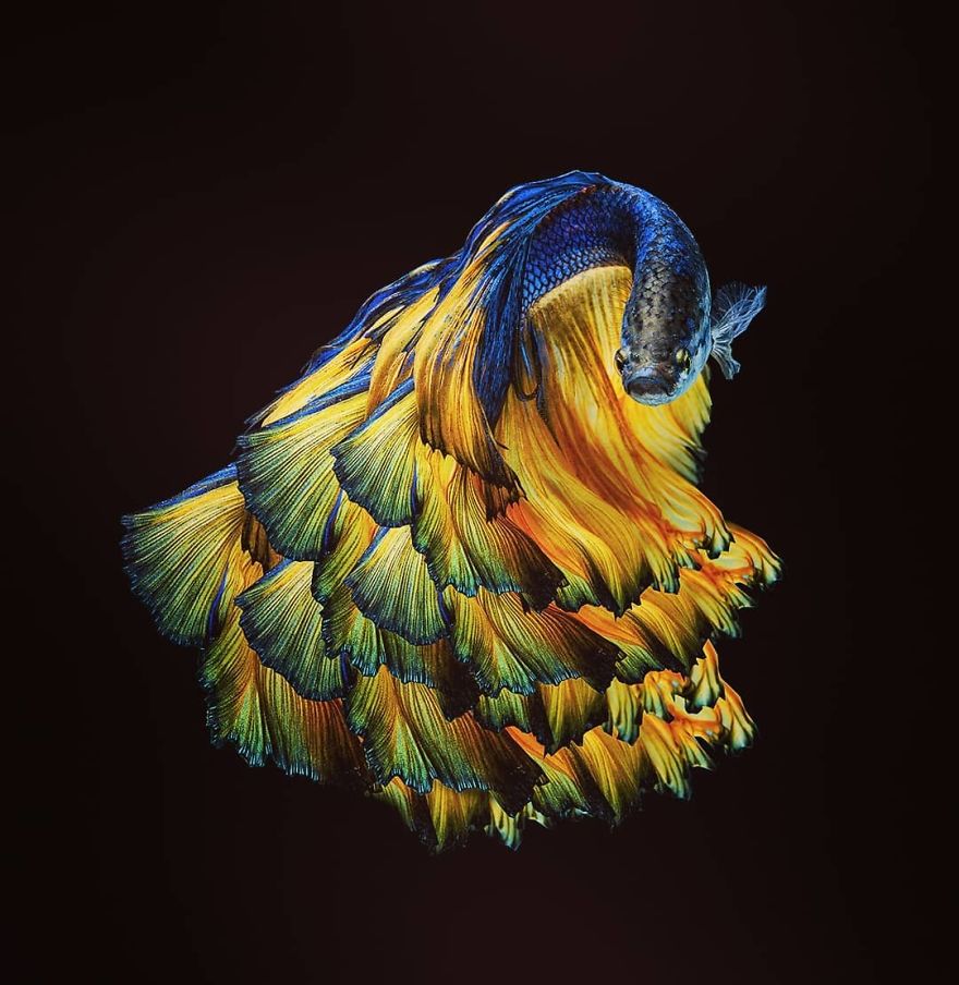 I Shoot Beta Fish With Amazing Colour And Character