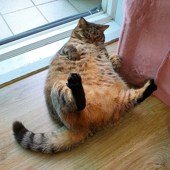 Manggo Cat Expressions