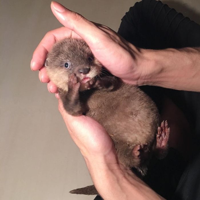 Cute-Baby-Sea-Otters