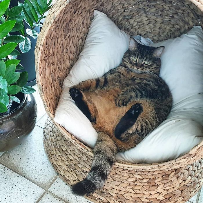 Manggo Cat Expressions