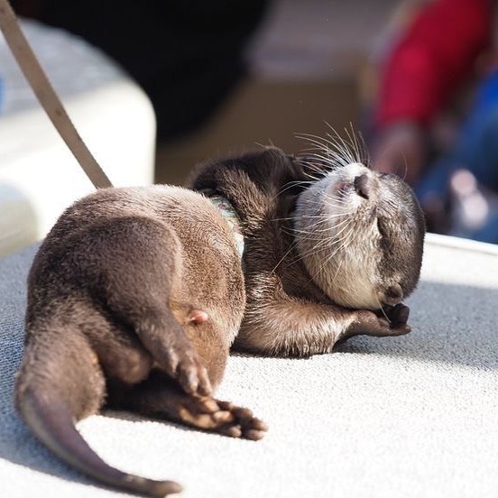 Cute-Baby-Sea-Otters