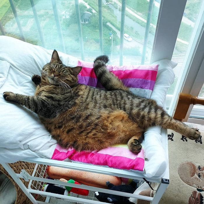 Manggo Cat Expressions