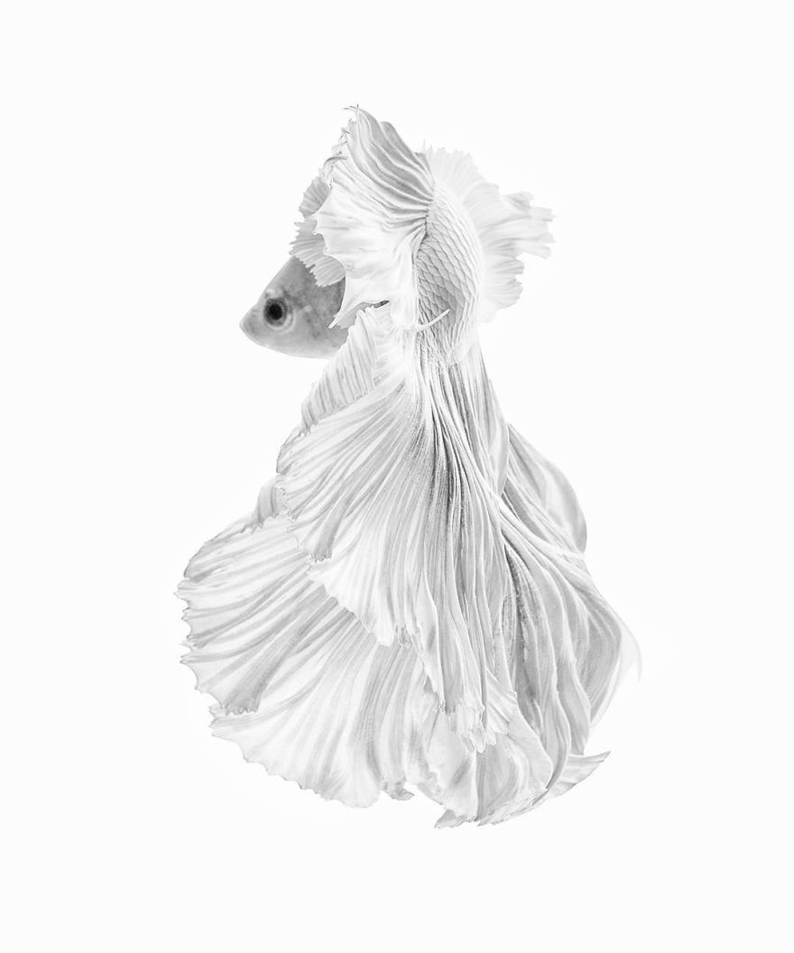 I Shoot Beta Fish With Amazing Colour And Character