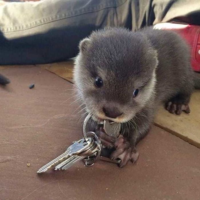 Cute-Baby-Sea-Otters