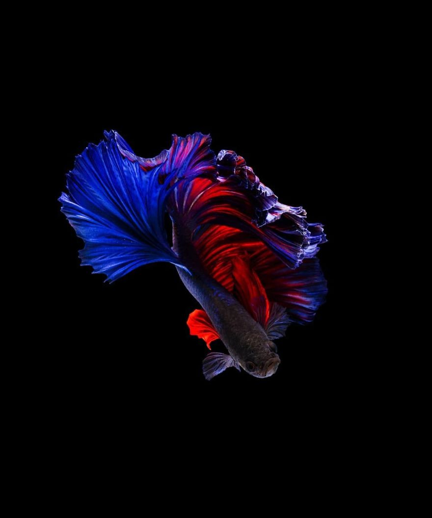 I Shoot Beta Fish With Amazing Colour And Character