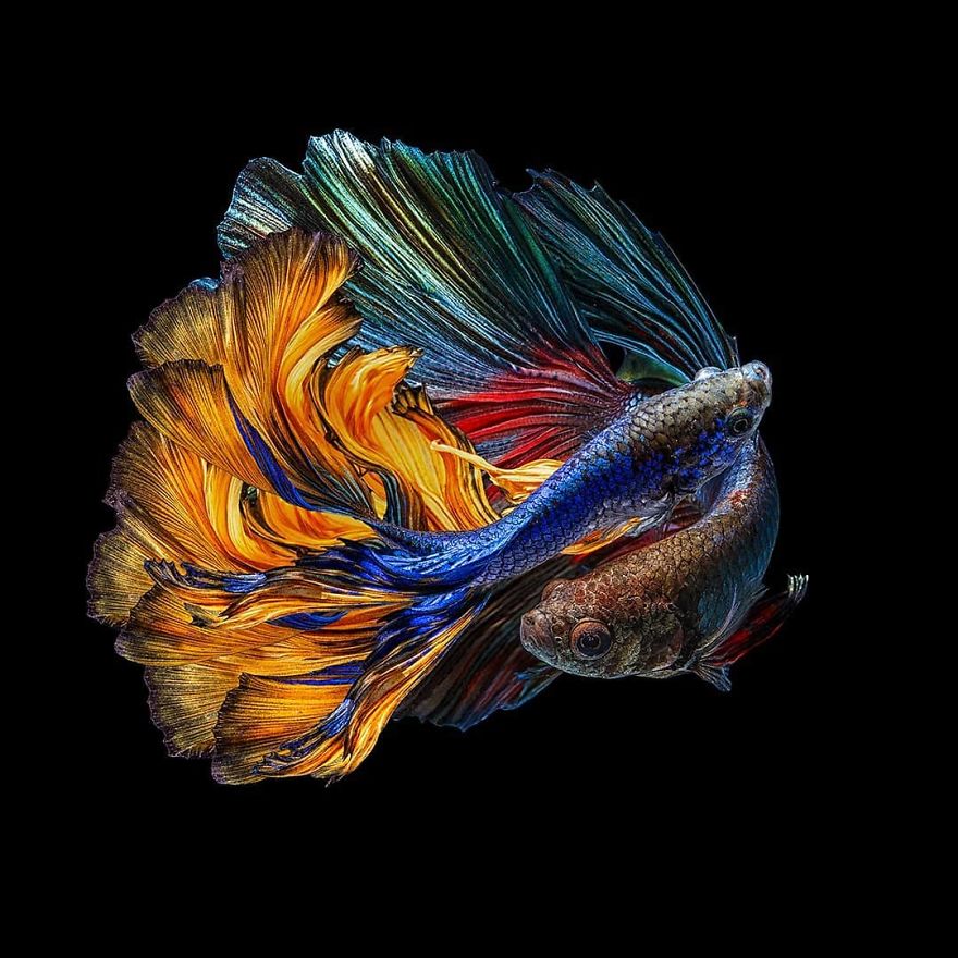 I Shoot Beta Fish With Amazing Colour And Character